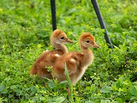A1G5884c  Sandhill Crane (Antigone canadensis) - pair with 4-day-old colts